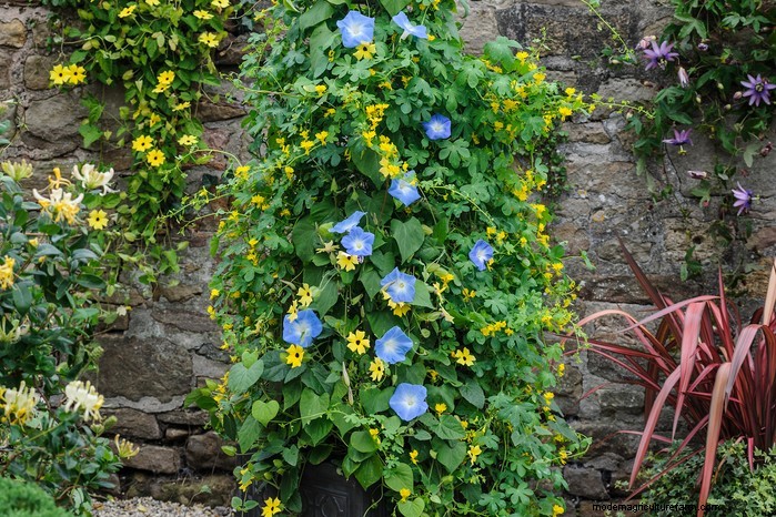 Beautiful Summer Container Gardening Ideas | [Your Brand Name]