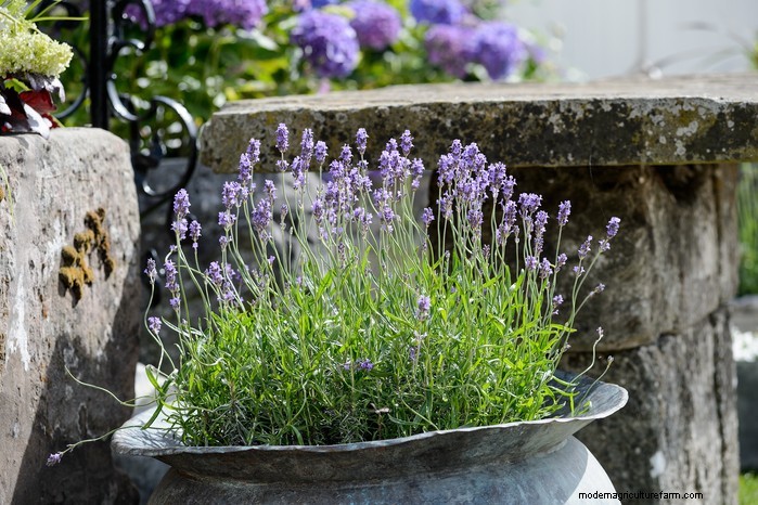 Beautiful Summer Container Gardening Ideas | [Your Brand Name]