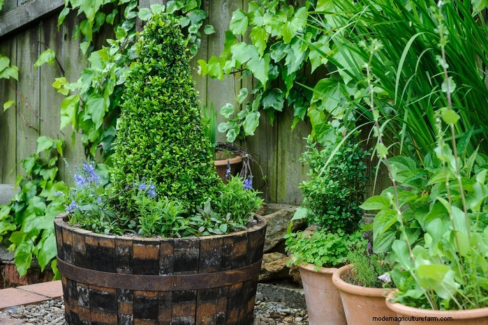 Beautiful Summer Container Gardening Ideas | [Your Brand Name]