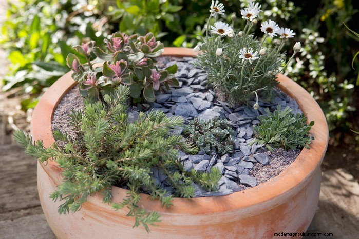 Beautiful Summer Container Gardening Ideas | [Your Brand Name]