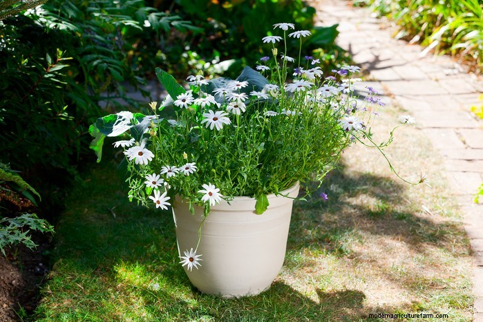 Beautiful Summer Container Gardening Ideas | [Your Brand Name]