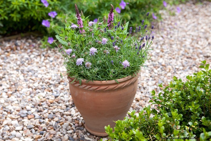 Beautiful Summer Container Gardening Ideas | [Your Brand Name]