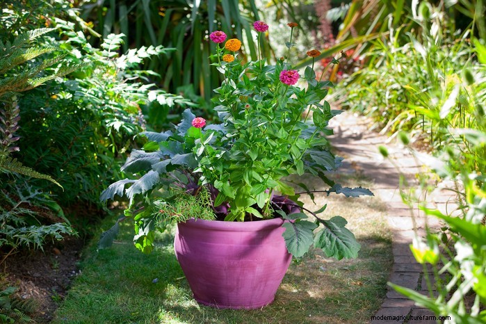 Beautiful Summer Container Gardening Ideas | [Your Brand Name]