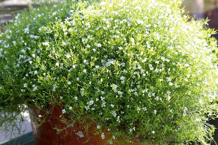 Beautiful Summer Container Gardening Ideas | [Your Brand Name]