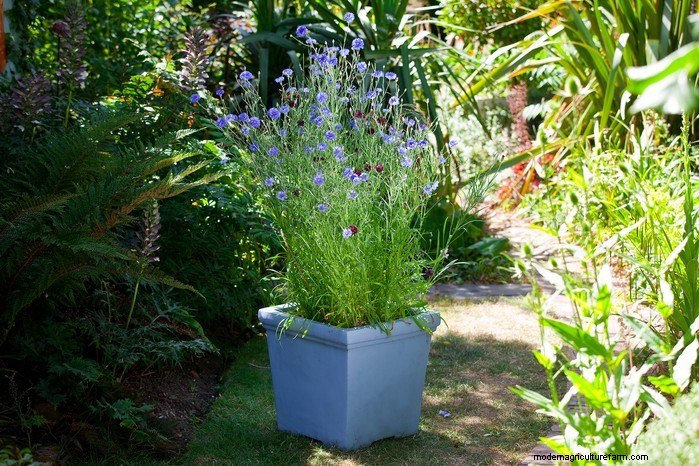 Beautiful Summer Container Gardening Ideas | [Your Brand Name]
