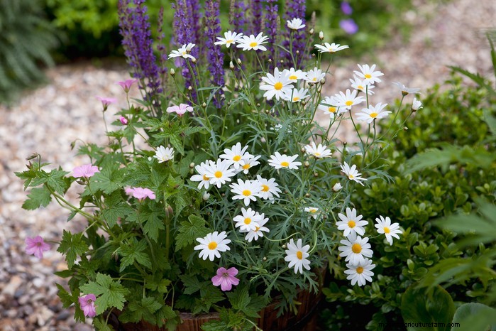 Beautiful Summer Container Gardening Ideas | [Your Brand Name]
