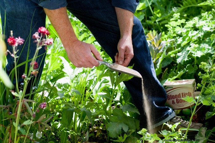 Summer Garden Prep: 6 Essential Border Care Tips