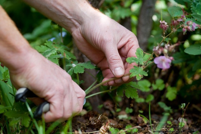 Summer Garden Prep: 6 Essential Border Care Tips
