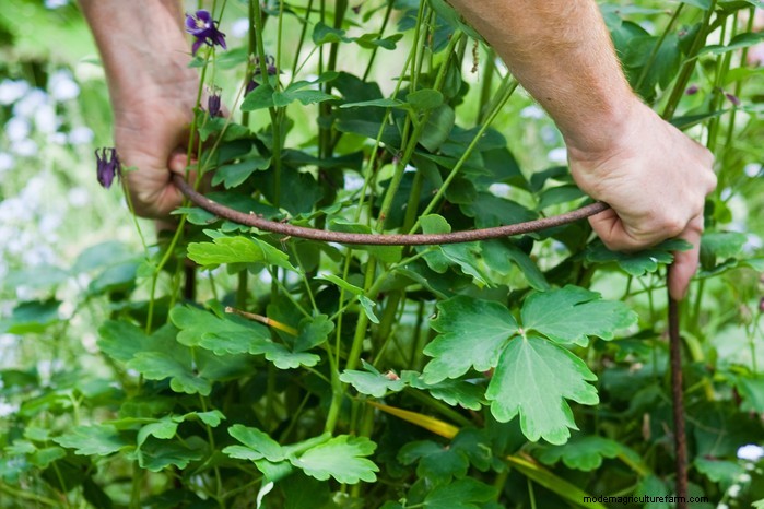 Summer Garden Prep: 6 Essential Border Care Tips