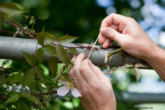 Summer Garden Prep: 6 Essential Border Care Tips