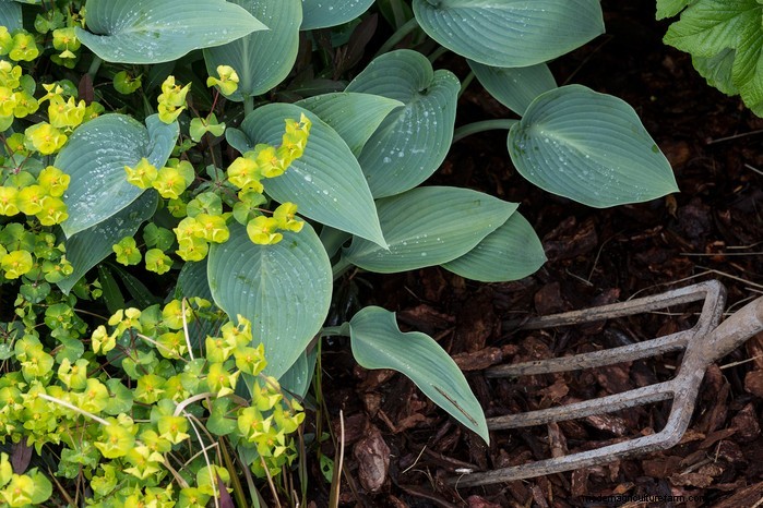 Summer Garden Prep: 6 Essential Border Care Tips