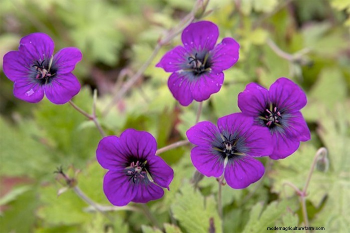 Summer Garden Prep: 6 Essential Border Care Tips