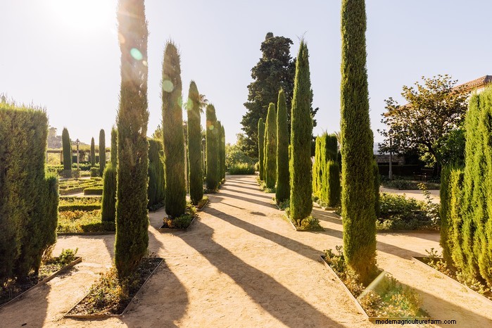 Mediterranean Garden Plants: Create Your Dream Oasis