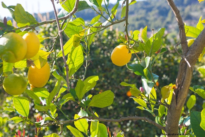 Mediterranean Garden Plants: Create Your Dream Oasis
