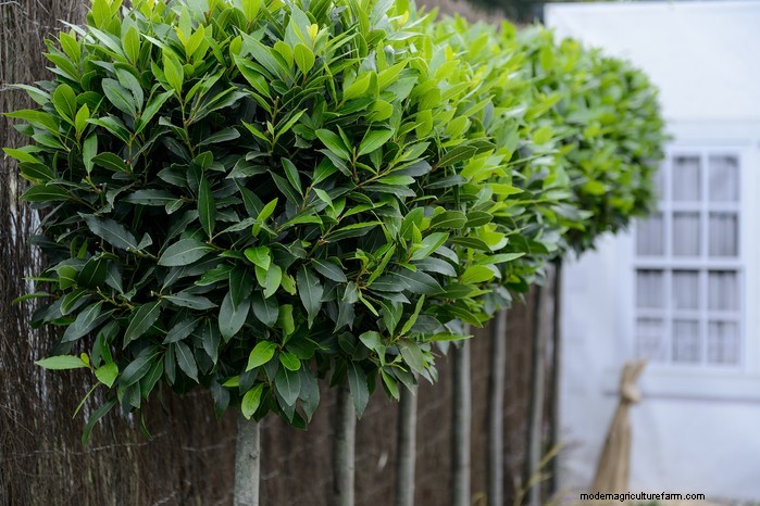 Mediterranean Garden Plants: Create Your Dream Oasis