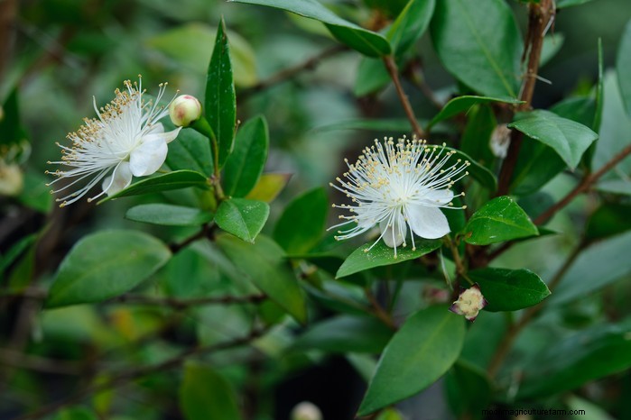 Mediterranean Garden Plants: Create Your Dream Oasis