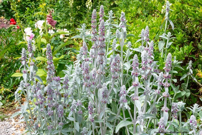 Mediterranean Garden Plants: Create Your Dream Oasis