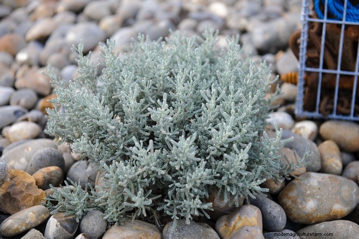 Mediterranean Garden Plants: Create Your Dream Oasis