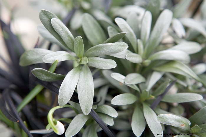Mediterranean Garden Plants: Create Your Dream Oasis