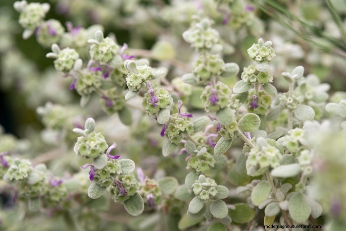 Mediterranean Garden Plants: Create Your Dream Oasis