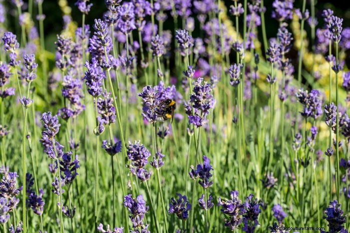 Mediterranean Garden Plants: Create Your Dream Oasis