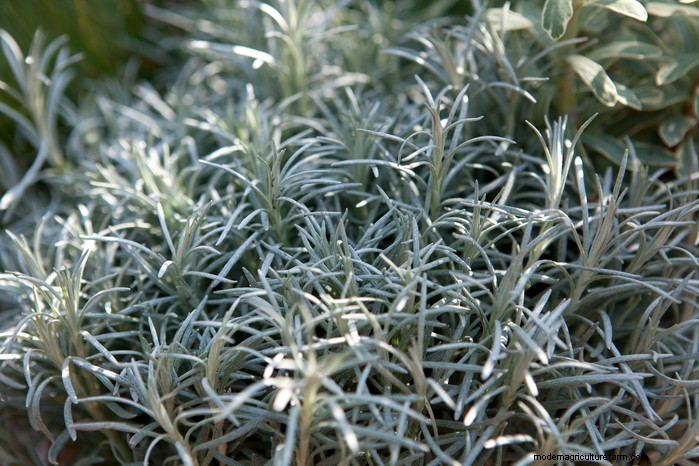 Mediterranean Garden Plants: Create Your Dream Oasis