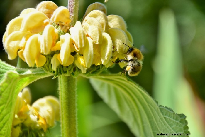 Mediterranean Garden Plants: Create Your Dream Oasis