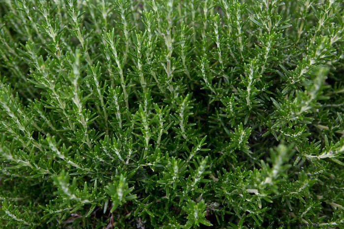 Mediterranean Garden Plants: Create Your Dream Oasis