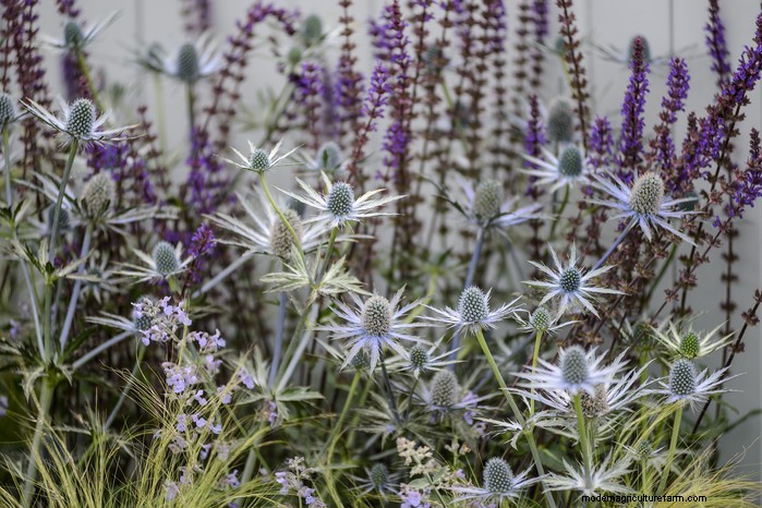 Mediterranean Garden Plants: Create Your Dream Oasis