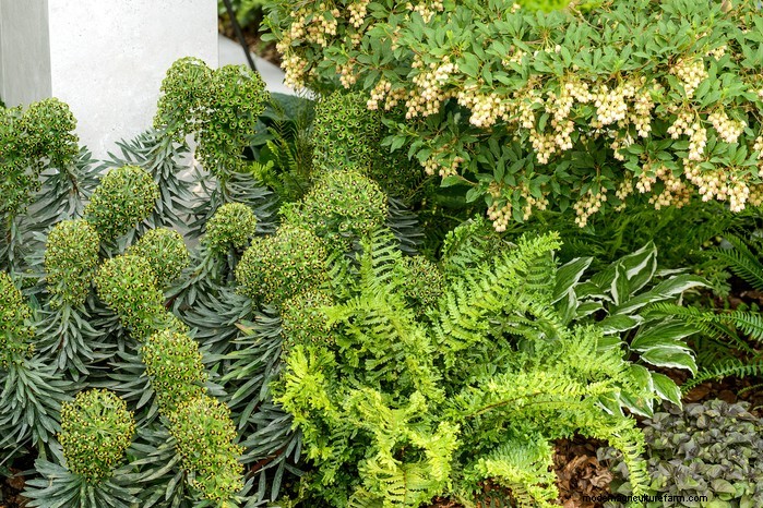 Mediterranean Garden Plants: Create Your Dream Oasis