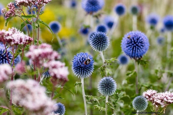 Mediterranean Garden Plants: Create Your Dream Oasis