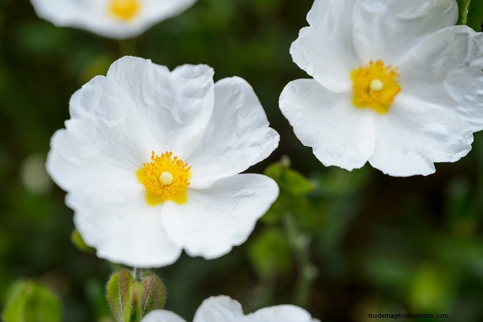 Mediterranean Garden Plants: Create Your Dream Oasis