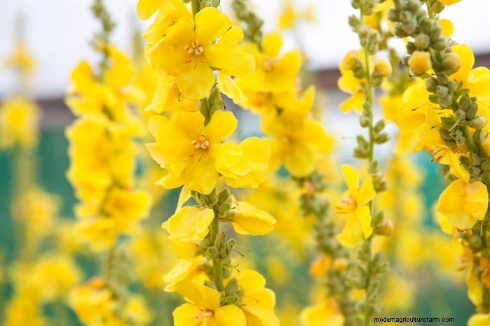 Mediterranean Garden Plants: Create Your Dream Oasis