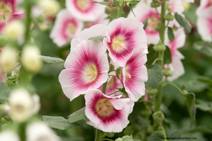Mediterranean Garden Plants: Create Your Dream Oasis