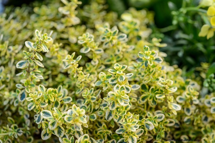 Mediterranean Garden Plants: Create Your Dream Oasis