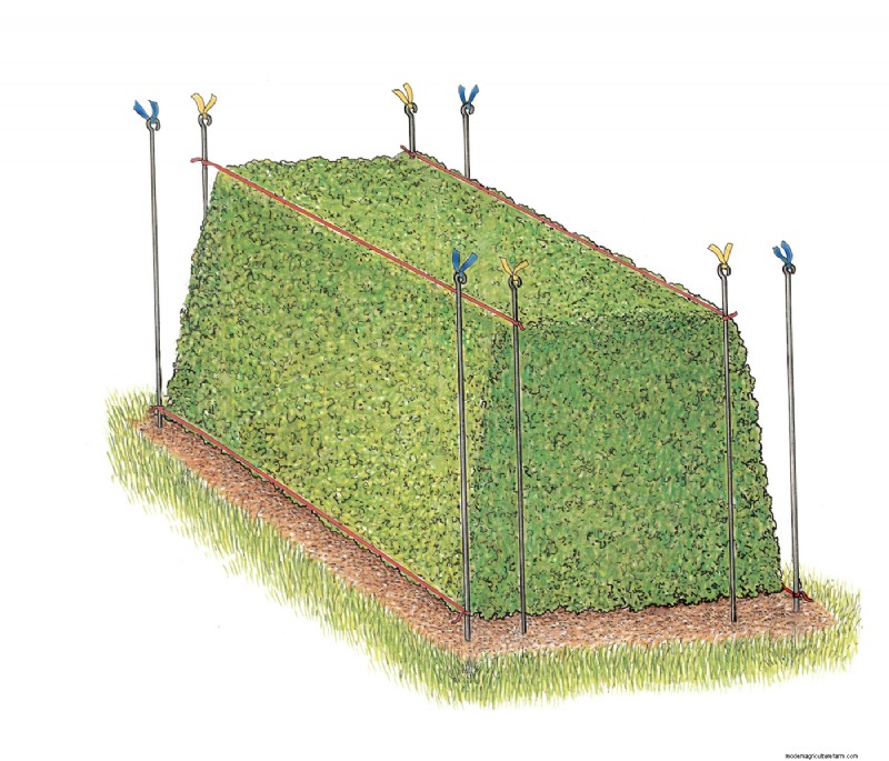 Hedge Gardening: A Comprehensive Guide to Planting & Maintenance