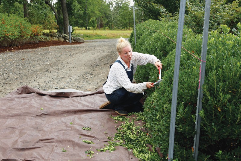 Hedge Gardening: A Comprehensive Guide to Planting & Maintenance