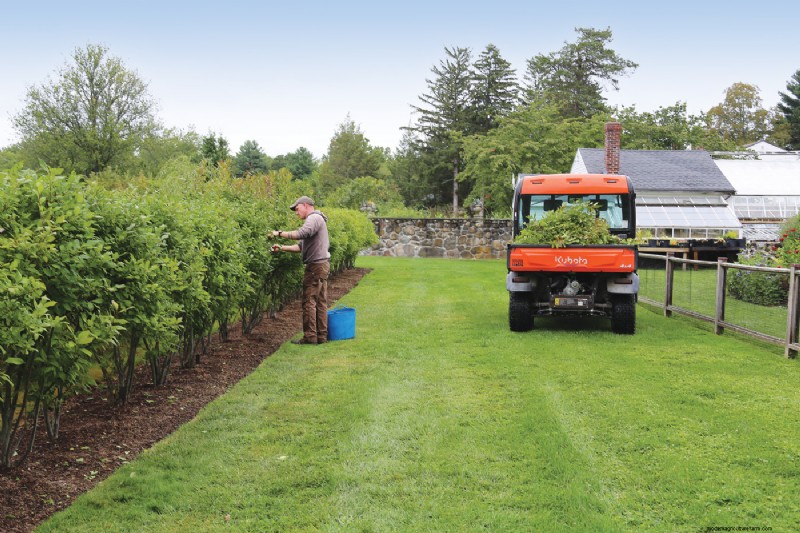 Hedge Gardening: A Comprehensive Guide to Planting & Maintenance
