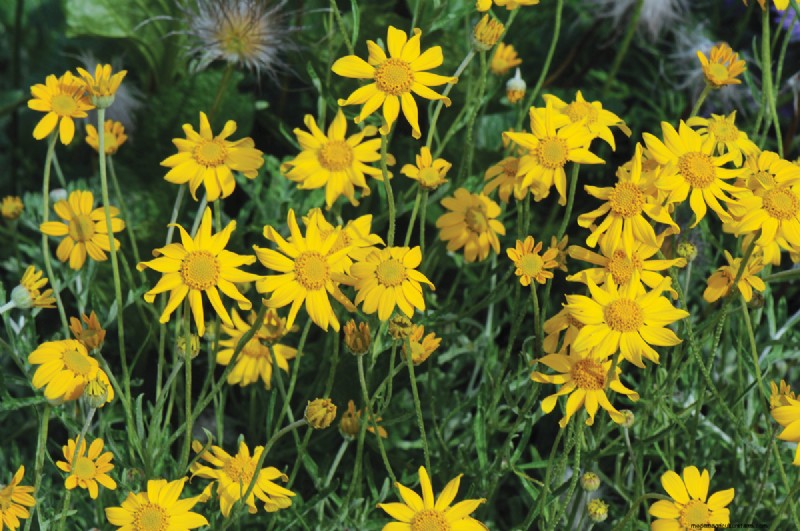 Easy-Care Plants for [Your Region]: Thriving Gardens with Minimal Effort