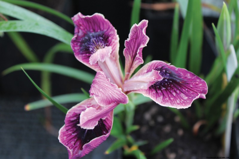 Easy-Care Plants for [Your Region]: Thriving Gardens with Minimal Effort