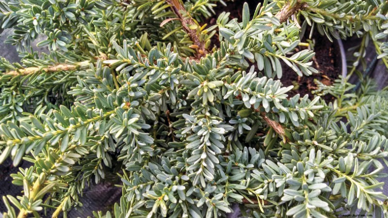 Easy-Care Plants for [Your Region]: Thriving Gardens with Minimal Effort