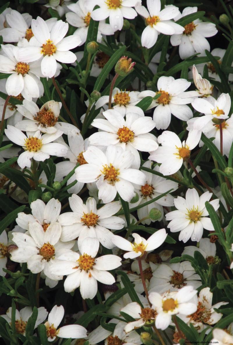 Easy-Care Plants for [Your Region]: Thriving Gardens with Minimal Effort