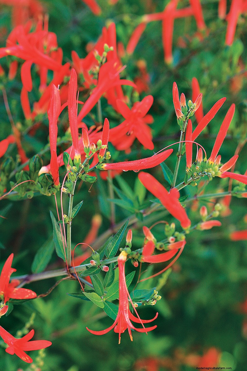 Easy-Care Plants for [Your Region]: Thriving Gardens with Minimal Effort