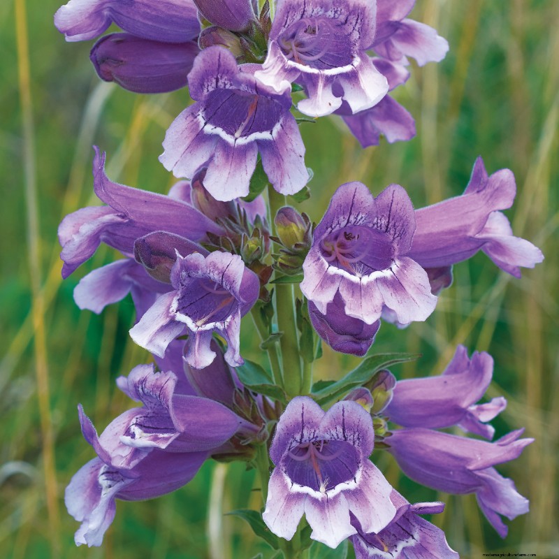 Easy-Care Plants for [Your Region]: Thriving Gardens with Minimal Effort