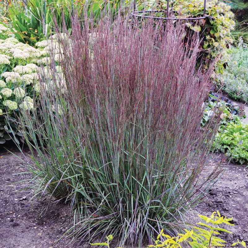 Easy-Care Plants for [Your Region]: Thriving Gardens with Minimal Effort