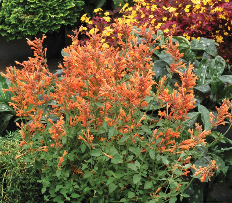 Easy-Care Plants for [Your Region]: Thriving Gardens with Minimal Effort