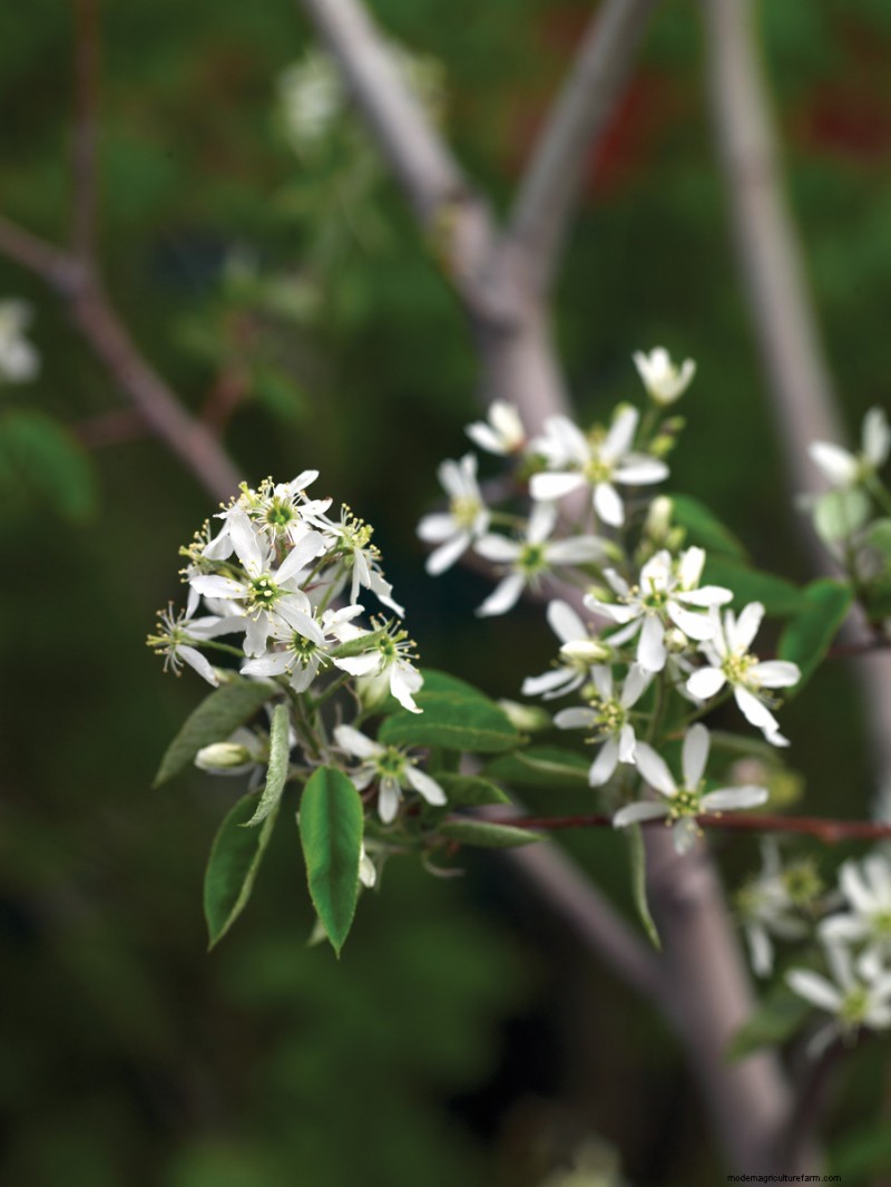 Easy-Care Plants for [Your Region]: Thriving Gardens with Minimal Effort