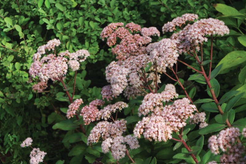 Easy-Care Plants for [Your Region]: Thriving Gardens with Minimal Effort