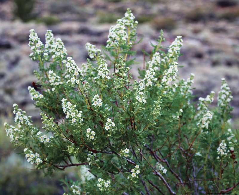 Easy-Care Plants for [Your Region]: Thriving Gardens with Minimal Effort