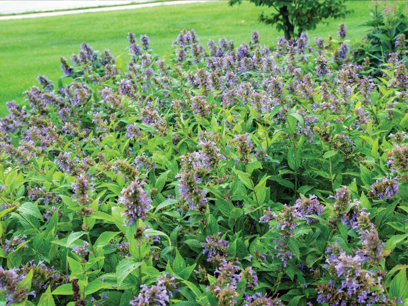 Easy-Care Plants for [Your Region]: Thriving Gardens with Minimal Effort